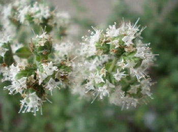 white marjoram