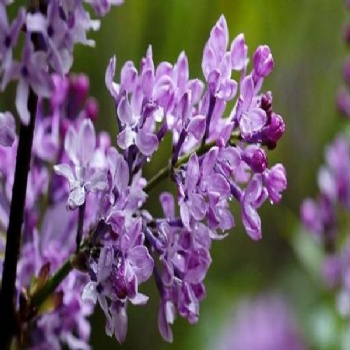 Syringa oblata seed