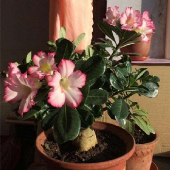 Adenium Obesum Desert Rose seed