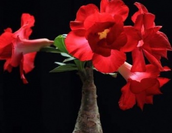 Adenium Obesum Desert Rose seed