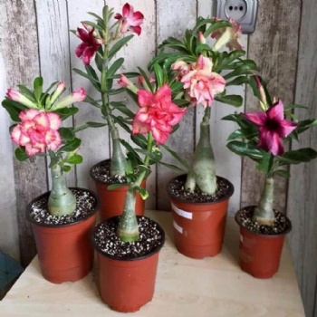 Adenium Obesum Desert Rose seed