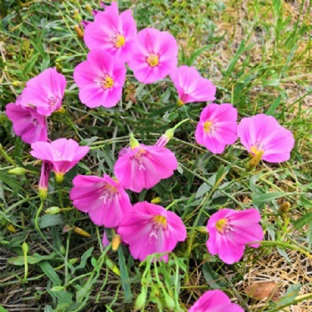 Convolvulus arvensis