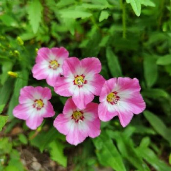 Convolvulus arvensis