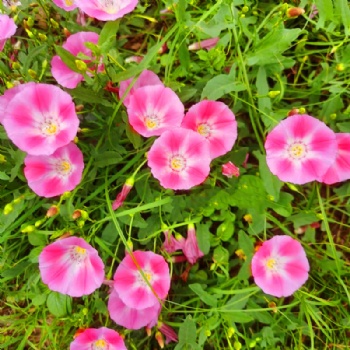 Convolvulus arvensis