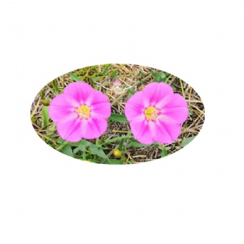 Convolvulus arvensis