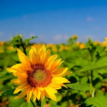 Sunflower Seeds