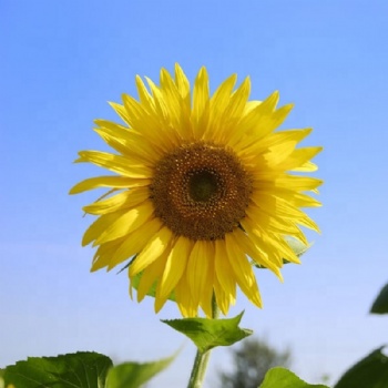 Sunflower Seeds