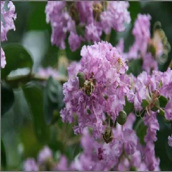 crapemyrtle flower seed