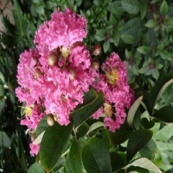 crapemyrtle flower seed