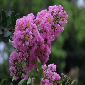 crapemyrtle flower seed