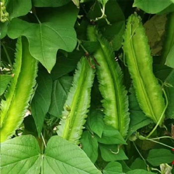 Green amaranth seeds