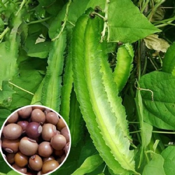 Green amaranth seeds