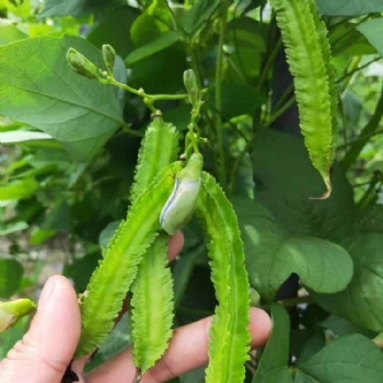 Green amaranth seeds