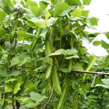 Green amaranth seeds