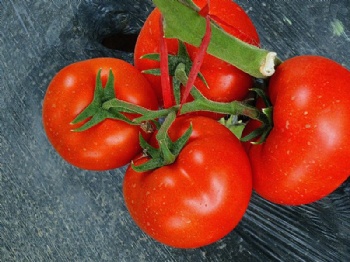 tomato seeds