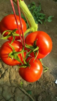 tomato seeds