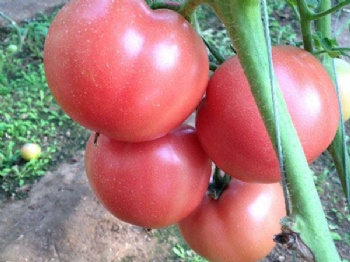 tomato seeds