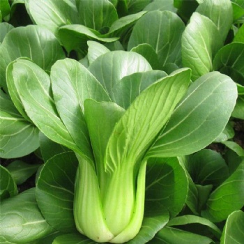 Pak choi seeds