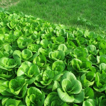 Pak choi seeds