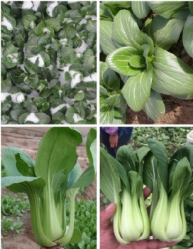 Pak choi seeds