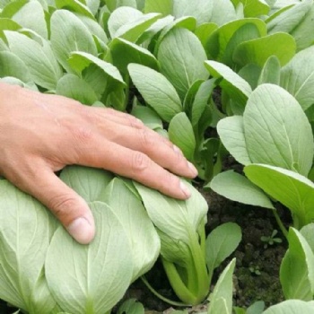 Pak choi seeds