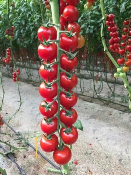 small tomato seeds