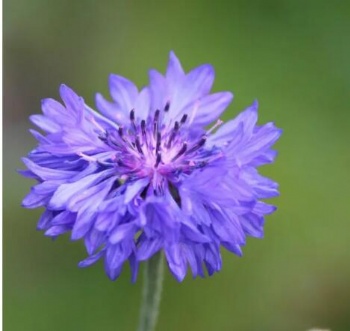 Centaurea cyanus