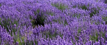 lavender seed