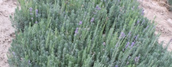 lavender seed