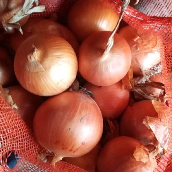 Yellow Onion Seeds