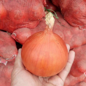 Yellow Onion Seeds