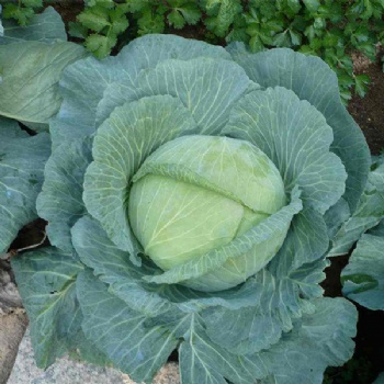 Cabbage seed