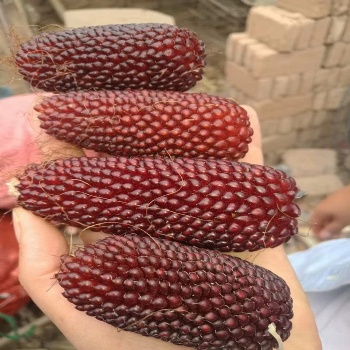 Strawberry corn