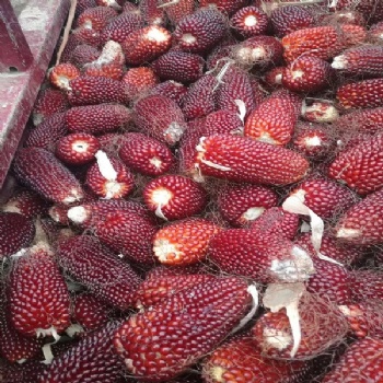 Strawberry corn