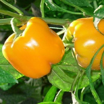 Sweet pepper seeds