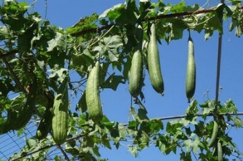 loofah seed