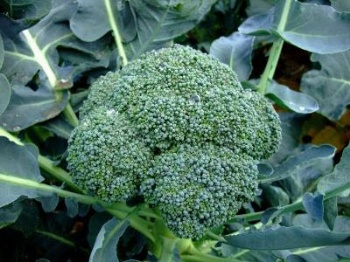 Broccoli seed