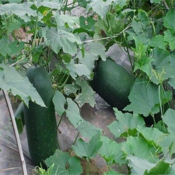 Wax gourd seeds