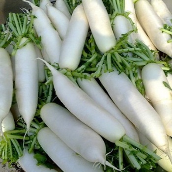 White radish seed