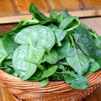 Malabar spinach seed