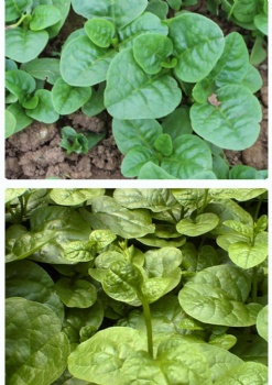 Malabar spinach seed