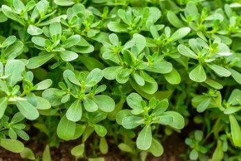 Parslane Herb Seeds