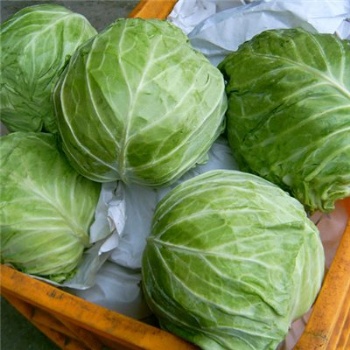 Brassica oleracea seeds