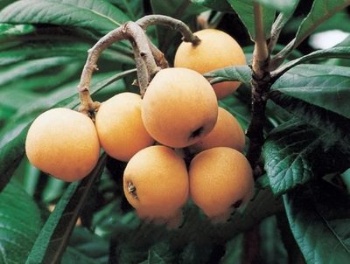 loquat seed