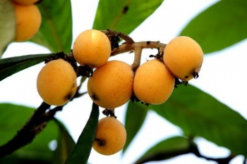 loquat seed