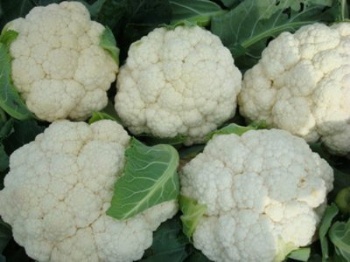 Cauliflower broccoli seeds