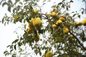 Fragrant bubble seeds