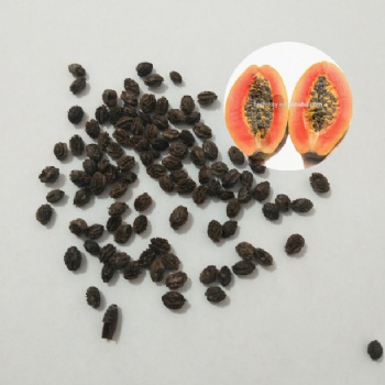 Red lady papaya seed