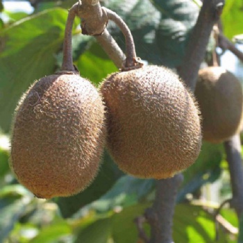 kiwi fruit seeds