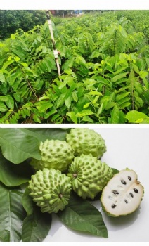 Soursop seeds